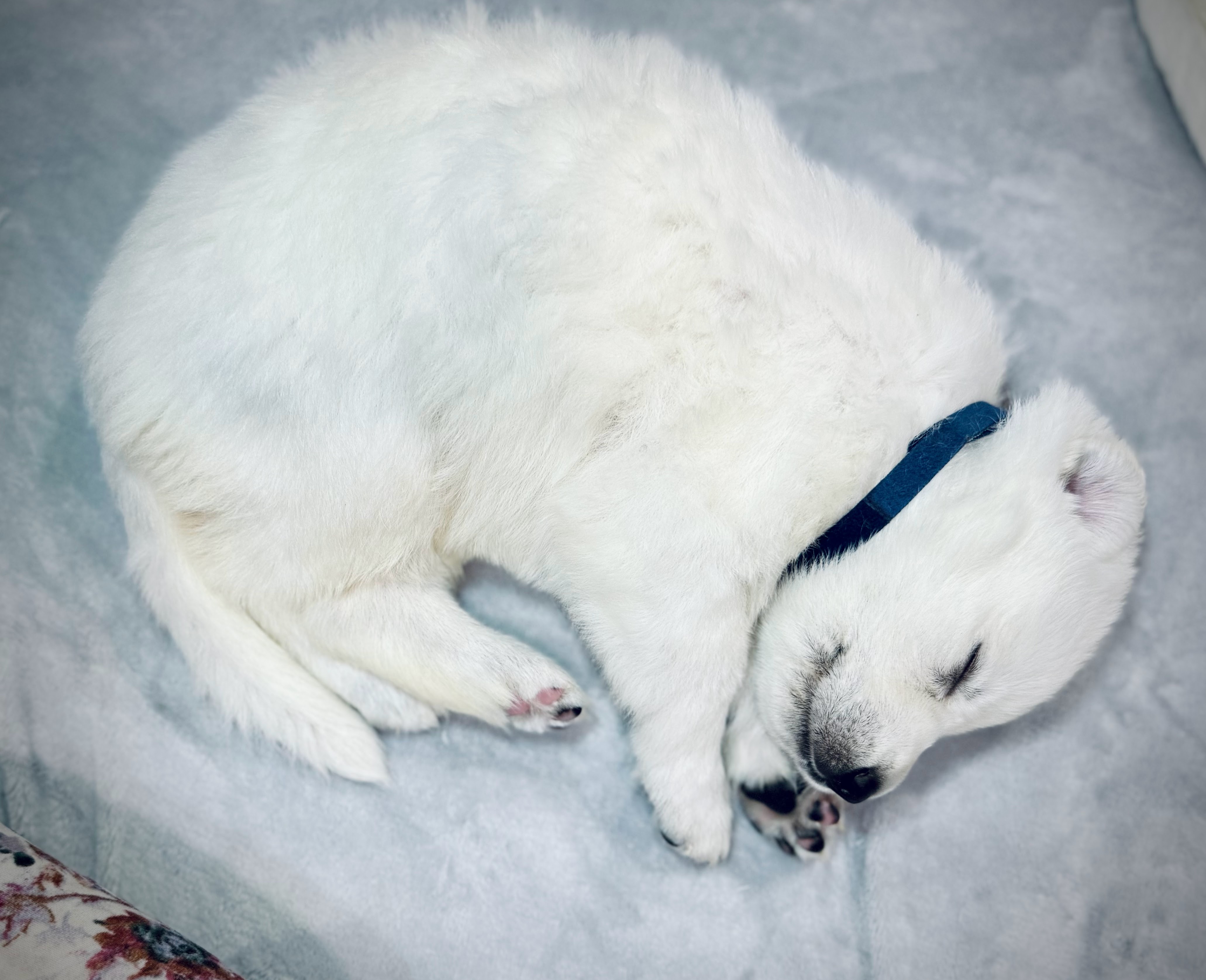 White Shepherd Puppy