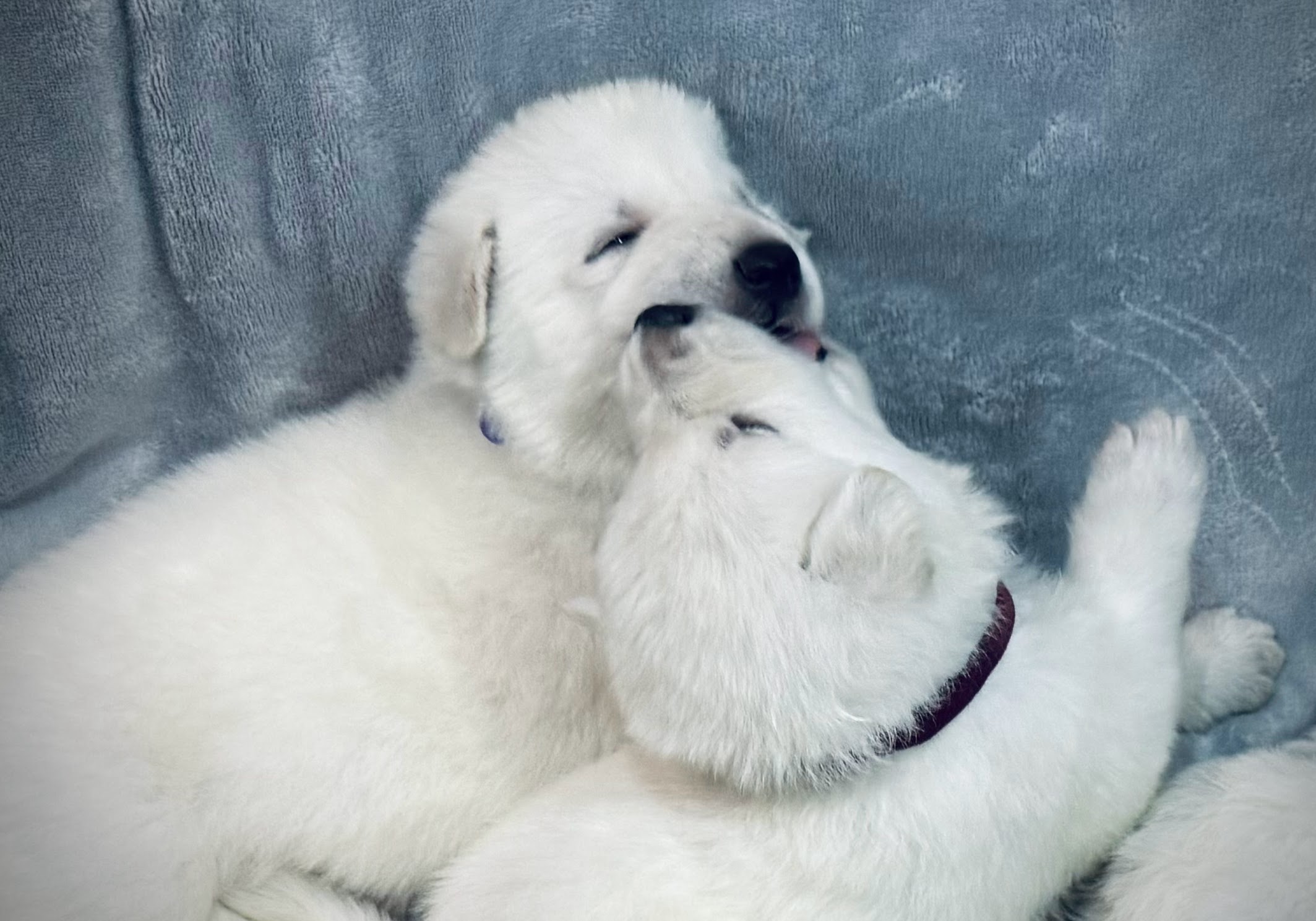 White Shepherd Puppy Playing