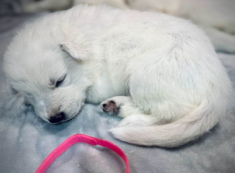 White Shepherd Puppy Portrait