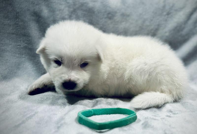 White Shepherd Puppy with Family