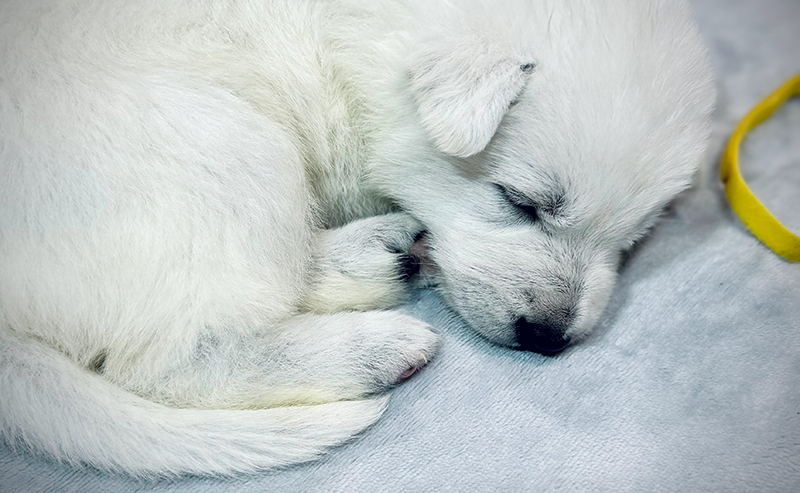White Shepherd Puppy Training