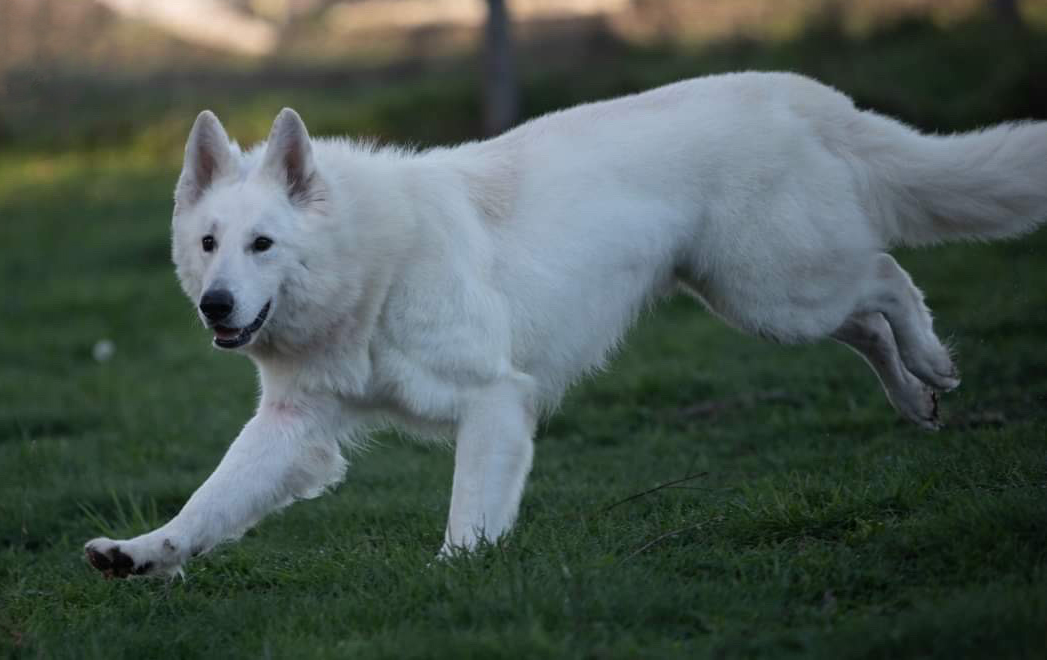 White Swiss Shepherd